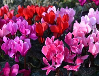 Bramboříky, rostliny, které vám pomůžou rozjasnit zimní dny