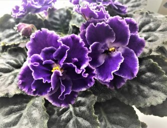 Dvanáct rostlin neškodných pro domácí mazlíčky, kterým se daří v interiéru