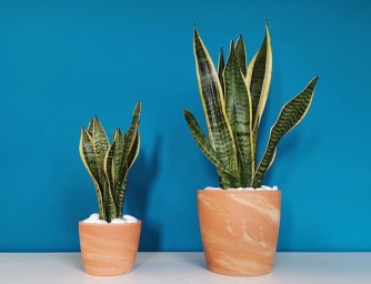 Zázračné účinky pokojových rostlin