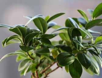 Nejlepší zimní pokojové rostliny pro váš domov