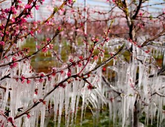 Jak zachránit květiny postižené mrazem?