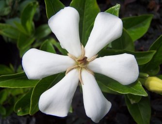 Gardénie, rady a tipy na pěstování