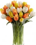 TULIPÁNY 5