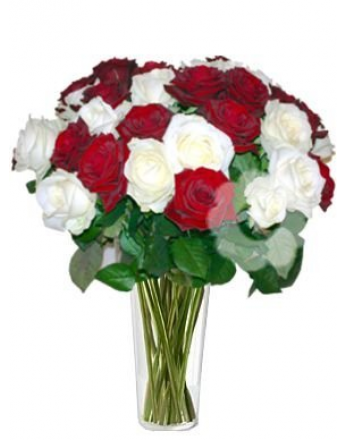 BÍLOČERVENÉ RŮŽE