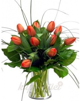 TULIPÁNY