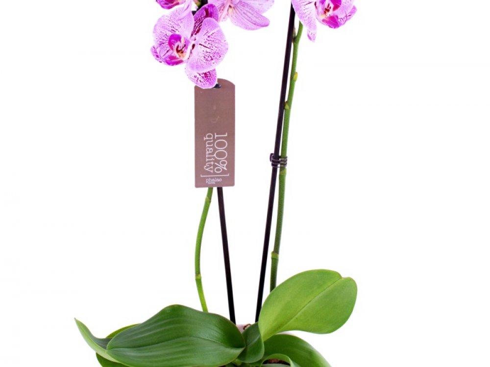 Orchidej: Kup-Kytici