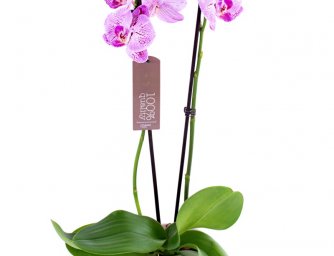 5 tipů, jak správně pečovat o orchideje